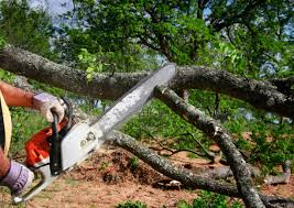 Best Emergency Tree Removal  in Man, WV